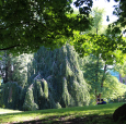 Delen av Slottsparken som kalles Dronningparken har vært parkanlegg siden 1700-tallet. Foto: Liv Osmundsen, Det kongelige hoff
